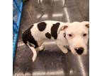 Adopt Lint a American Staffordshire Terrier