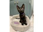 Adopt Becky a American Shorthair