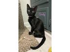 Adopt Cindy a American Shorthair