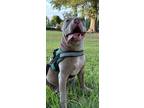 Adopt Little Girl Lost a Pit Bull Terrier