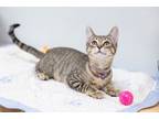 Adopt Belinda a Domestic Short Hair