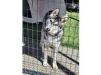 Adopt Sakari a Husky, Mixed Breed