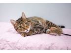 Adopt Ashley a Domestic Short Hair