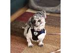 Adopt Bella Gray a Shih Tzu