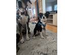 Adopt Genevieve a Australian Shepherd