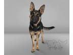Adopt Zuri a German Shepherd Dog