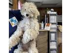 Adopt Coconut SH-0829 a Poodle
