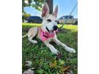 Adopt Pearl a Husky