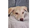 Adopt Opal a Husky