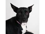 Adopt Aurora a Australian Cattle Dog / Blue Heeler, Mixed Breed