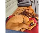 Adopt Mylee a Pit Bull Terrier