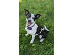 Adopt Violet a Mixed Breed