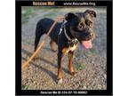Adopt Egypt a Rottweiler