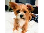 Adopt Sprinkles a Border Terrier