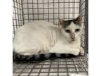 Adopt Yeehaw a Domestic Short Hair