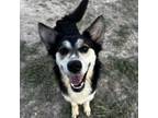 Adopt Ternura (Aria) a Shepherd, Husky
