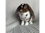 Adopt ZumZum a Mini Lop