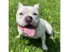 Adopt Zillow a Mixed Breed