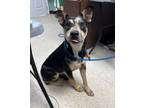 Adopt Barley - Adoptable a Catahoula Leopard Dog, Mixed Breed