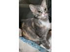Adopt Desiree a American Shorthair