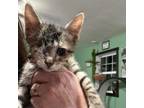 Adopt Pirate a Domestic Short Hair