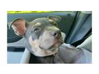Adopt Squid a Pit Bull Terrier