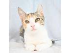 Adopt Polly a Domestic Short Hair