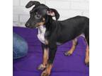 Adopt Salsa a Dachshund, Hound