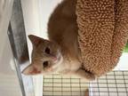 Adopt Nutmeg a Domestic Short Hair