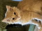Adopt Nova a Domestic Medium Hair