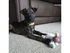 Adopt Alice a Catahoula Leopard Dog, Pit Bull Terrier