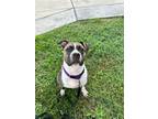 Adopt Queen a American Staffordshire Terrier