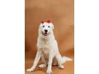 Adopt Audrey a Great Pyrenees
