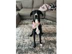 Adopt Destiny Rose a Great Dane