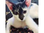 Adopt Cedar a Domestic Short Hair