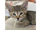 Adopt Adrian a Domestic Short Hair