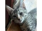 Adopt Orchid a Domestic Short Hair