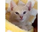 Adopt Fairlane a Domestic Medium Hair
