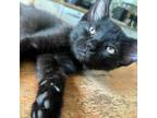 Adopt Shade a Domestic Short Hair