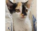 Adopt Aria a Calico
