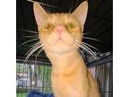 Adopt Sparkle a Domestic Short Hair