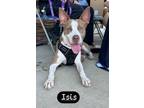 Adopt Isis a Pit Bull Terrier
