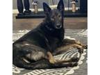 Adopt Nala a German Shorthaired Pointer