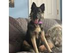 Adopt Atlas a Husky