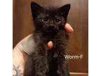 Adopt Worm a Domestic Medium Hair