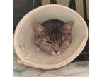 Adopt Hermes a Domestic Short Hair