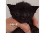Adopt Robin a Domestic Short Hair