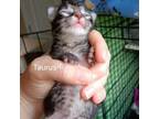 Adopt Taurus a Domestic Short Hair