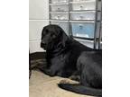 Adopt Macy a Mixed Breed