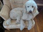 Adopt Bonnie a Standard Poodle